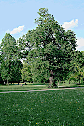 Picture of a tree